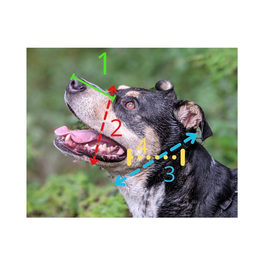 How to measure a hotsell dog for a muzzle