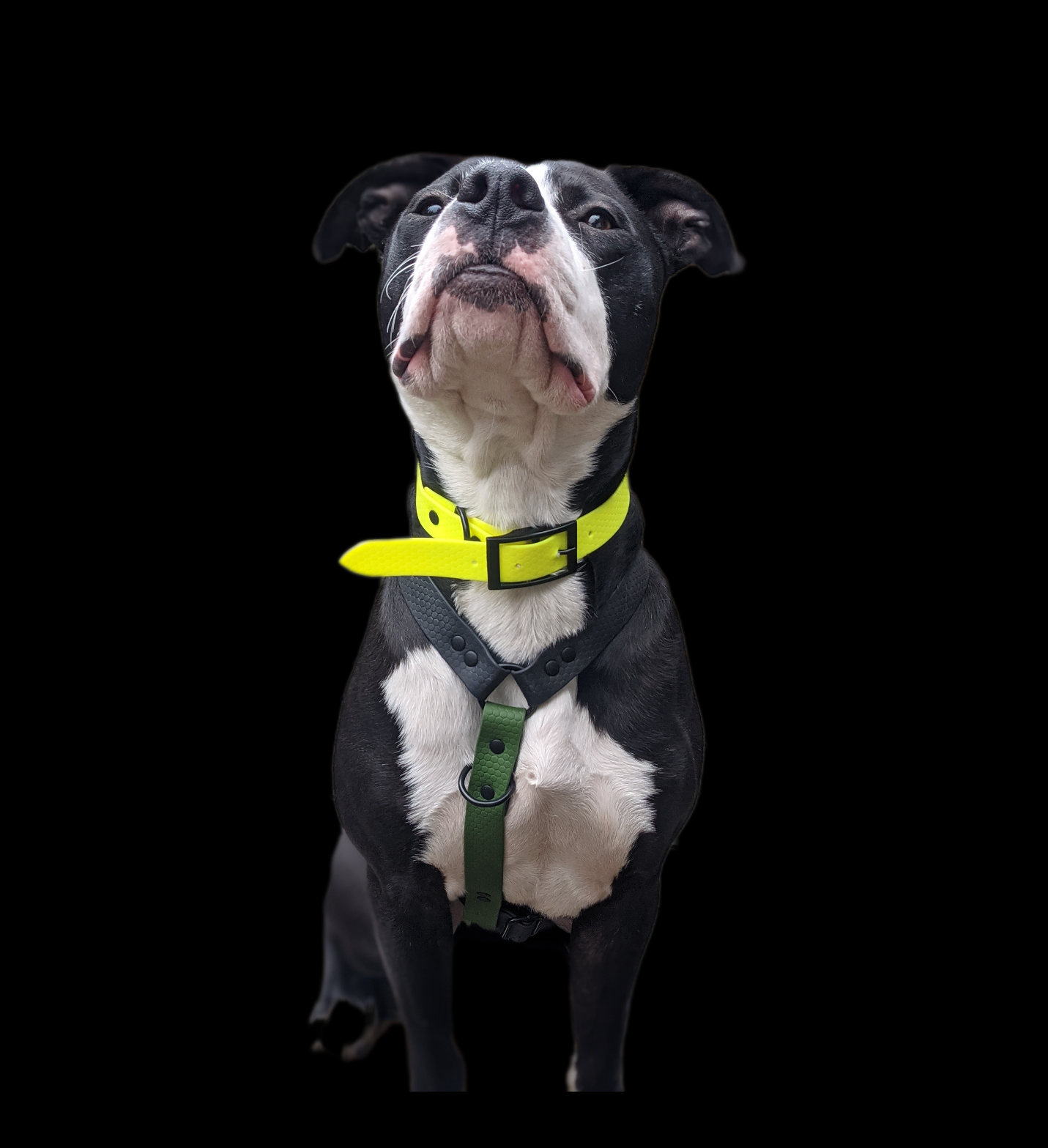 Petsmart 3 cheap in 1 harness
